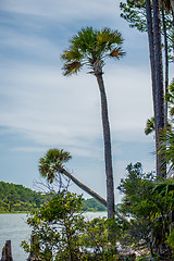 Image showing palmetto forest on hunting island beach