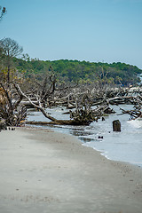 Image showing palmetto forest on hunting island beach