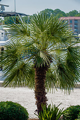 Image showing Palmetto tree set against a Carolina blue sky.