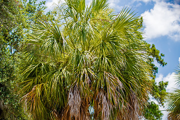 Image showing Palmetto tree set against a Carolina blue sky.