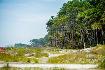 Image showing palmetto forest on hunting island beach