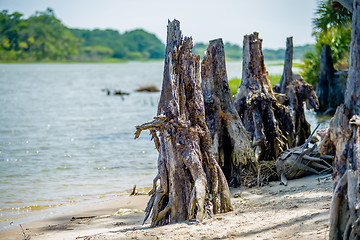 Image showing nature scenes around hunting island south carolina