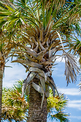 Image showing palmetto palm trees in sub tropical climate of usa