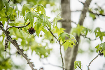 Image showing Sweetgum tree branch ( Liquidambar styraciflua)