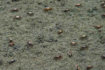 Image showing nature scenes around hunting island south carolina