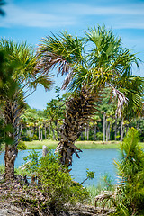 Image showing palmetto forest on hunting island beach