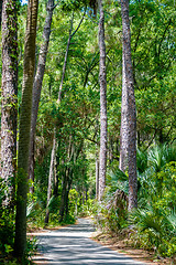 Image showing palmetto forest on hunting island beach