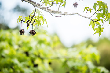 Image showing Sweetgum tree branch ( Liquidambar styraciflua)