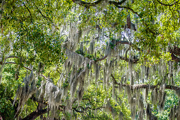 Image showing Savannah Georgia  oak tree lined streets