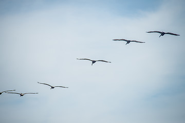 Image showing nature scenes around hunting island south carolina