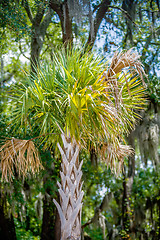 Image showing Palmetto tree set against a Carolina blue sky.