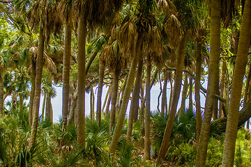 Image showing palmetto forest on hunting island beach