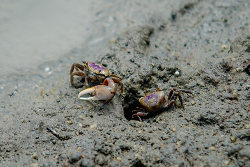 Image showing nature scenes around hunting island south carolina