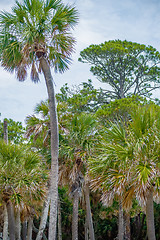 Image showing palmetto forest on hunting island beach