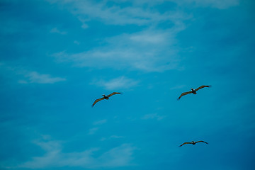 Image showing nature scenes around hunting island south carolina