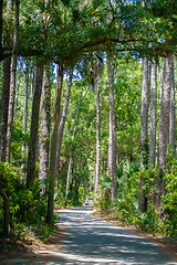 Image showing palmetto forest on hunting island beach