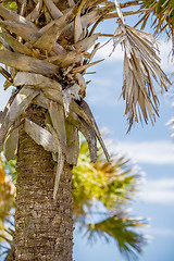 Image showing palmetto palm trees in sub tropical climate of usa