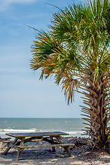 Image showing palmetto forest on hunting island beach