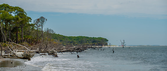 Image showing palmetto forest on hunting island beach