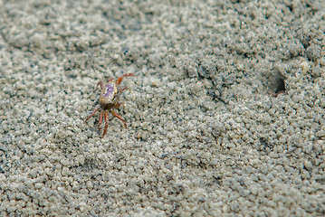 Image showing nature scenes around hunting island south carolina