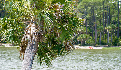 Image showing palmetto palm trees in sub tropical climate of usa