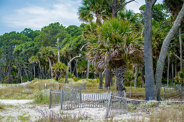 Image showing palmetto forest on hunting island beach