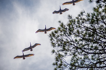 Image showing nature scenes around hunting island south carolina