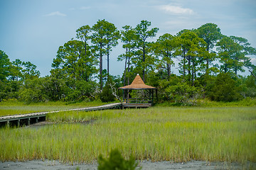 Image showing palmetto forest on hunting island beach