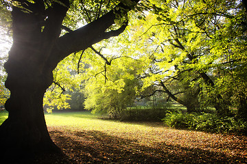 Image showing Park in spring time