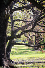 Image showing Park in spring time