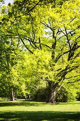 Image showing Park in spring time