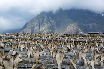 Image showing Stockfish in Henningsvaer, Lofoten, Norway