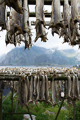 Image showing Stockfish in Henningsvaer, Lofoten, Norway