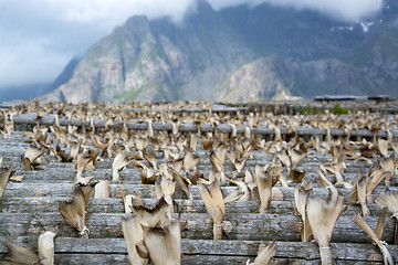 Image showing Stockfish in Henningsvaer, Lofoten, Norway