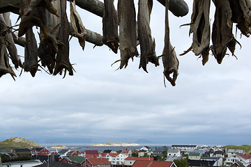 Image showing Stockfish in Henningsvaer, Lofoten, Norway