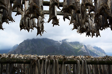 Image showing Stockfish in Henningsvaer, Lofoten, Norway