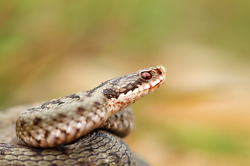 Image showing closeup of a beautiful vipera berus