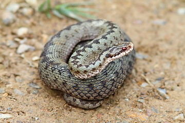 Image showing female common european adder ready to strike