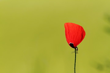 Image showing beautiful wild poppy flower