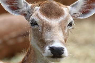 Image showing portrait of fallow deer hind