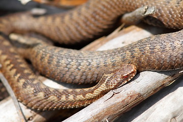 Image showing orange female berus viper basking