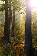 Image showing magic light in the woods