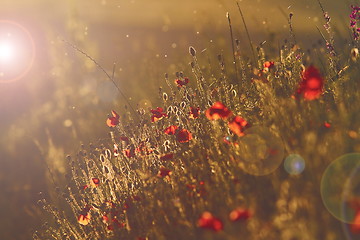 Image showing wild poppies at sunset