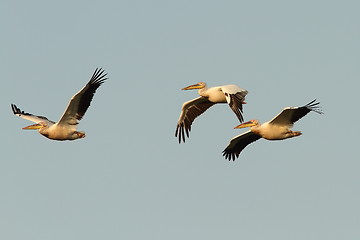Image showing great pelicans flying together over the sky