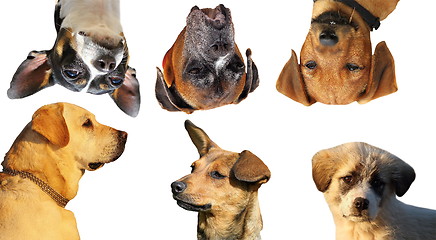 Image showing collection of dog portraits