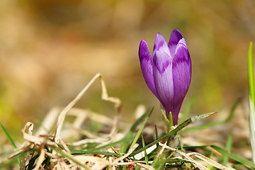 Image showing spring wild crocus