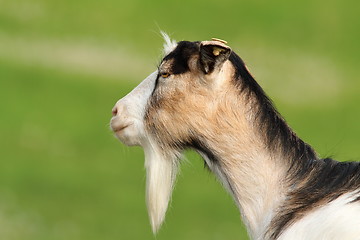 Image showing profile of domestic goat