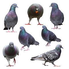 Image showing collection of isolated pigeons