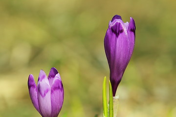 Image showing wild purple spring crocusses