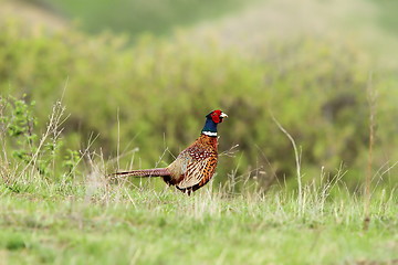 Image showing colorful male pheasant in the field 